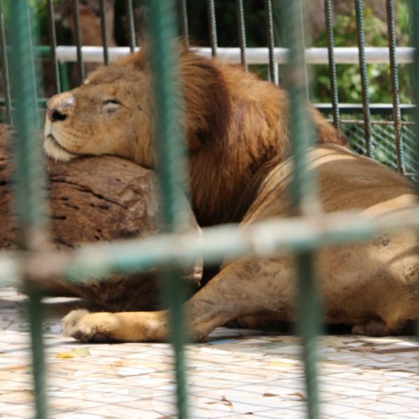 Parc Zoologique de Hann