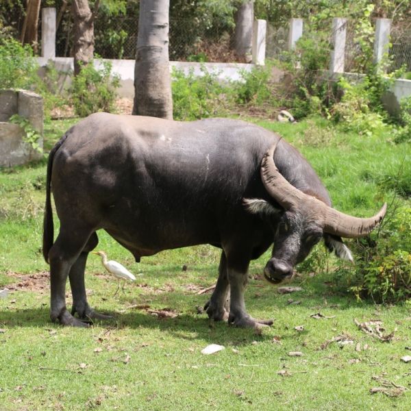Parc Zoologique de Hann
