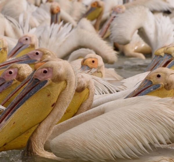 Parc national des oiseaux du Djoudj