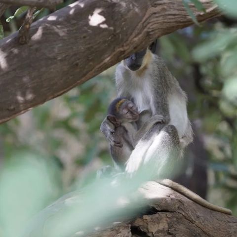 Parc National du Niokolo-Koba