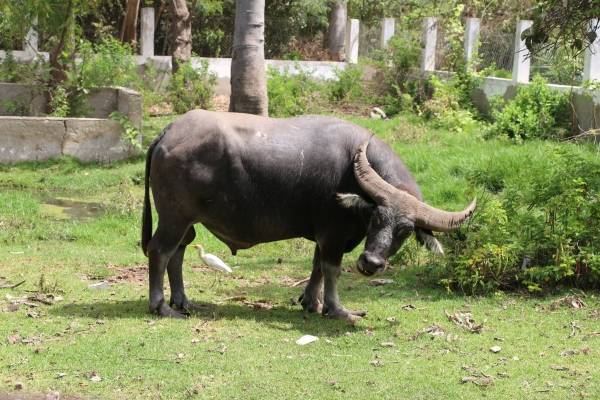 Parc Zoologique de Hann