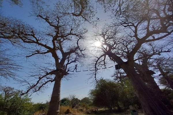 Accro Baobab Adventure