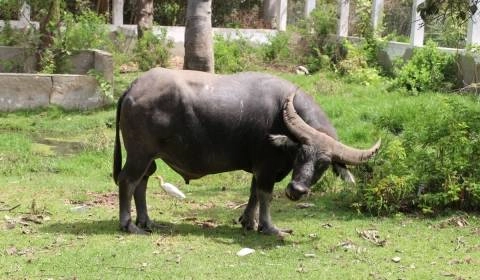 Parc Zoologique de Hann